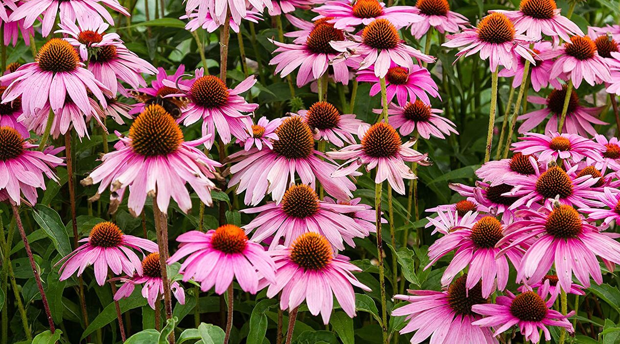 Echinacea at Fungostop Plus